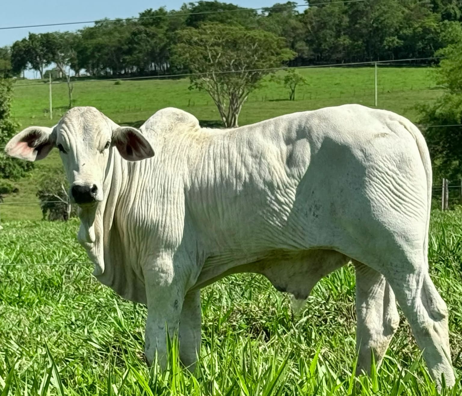 Doadora Nelore Baú