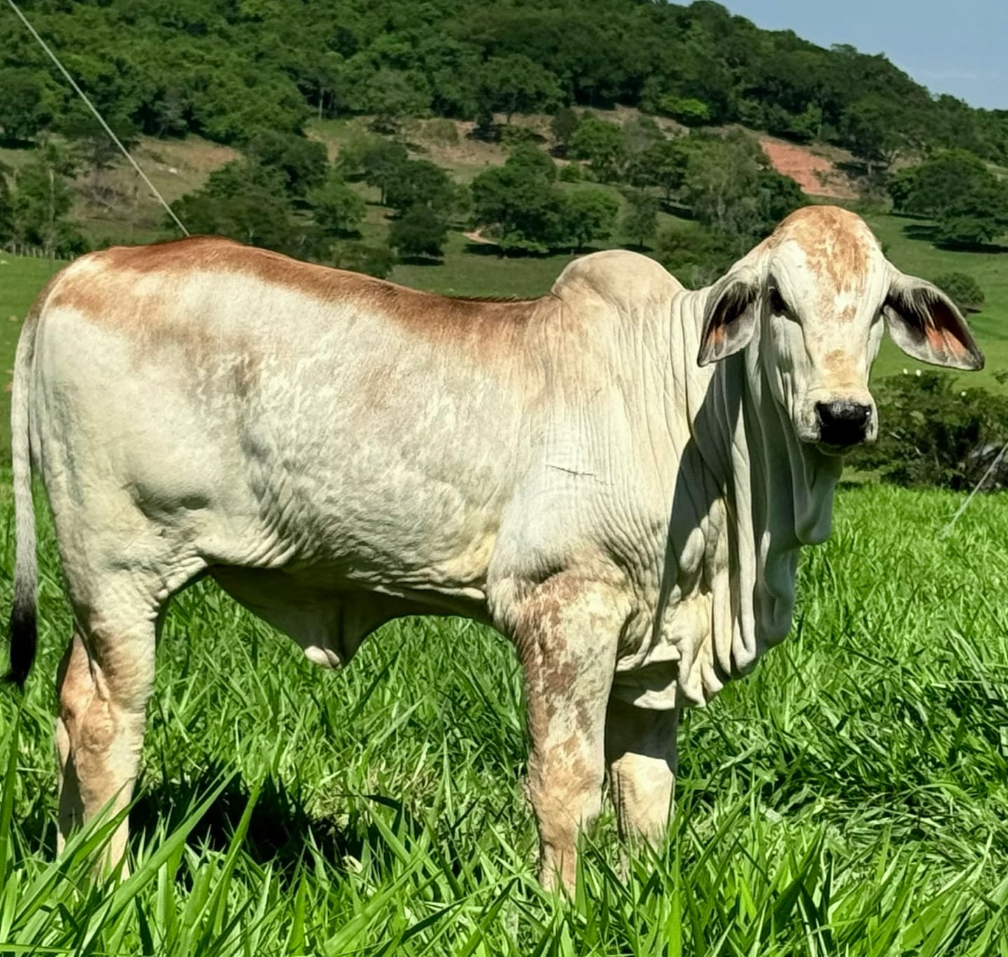 Doadora Nelore Baú