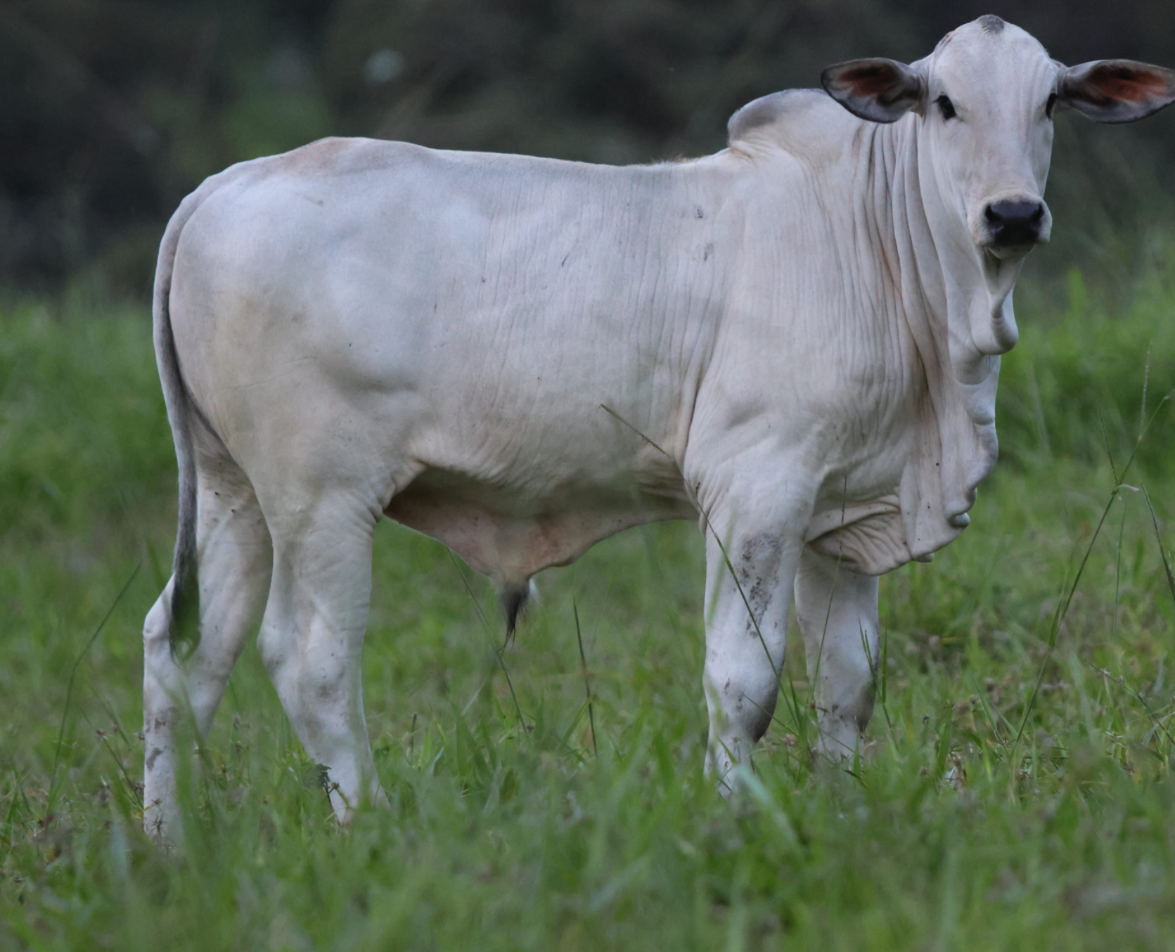 Doadora Nelore Baú
