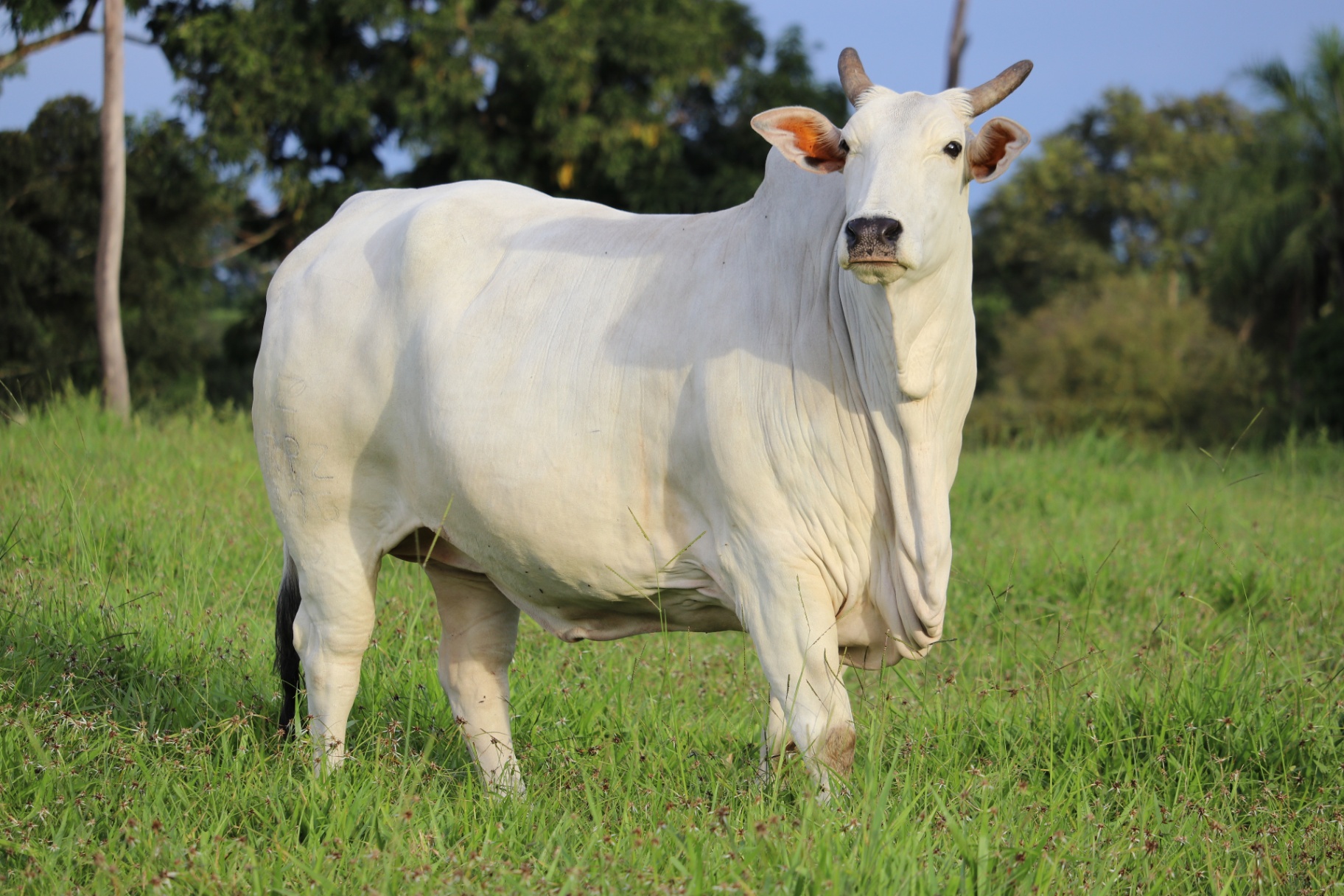 Doadora Nelore Baú
