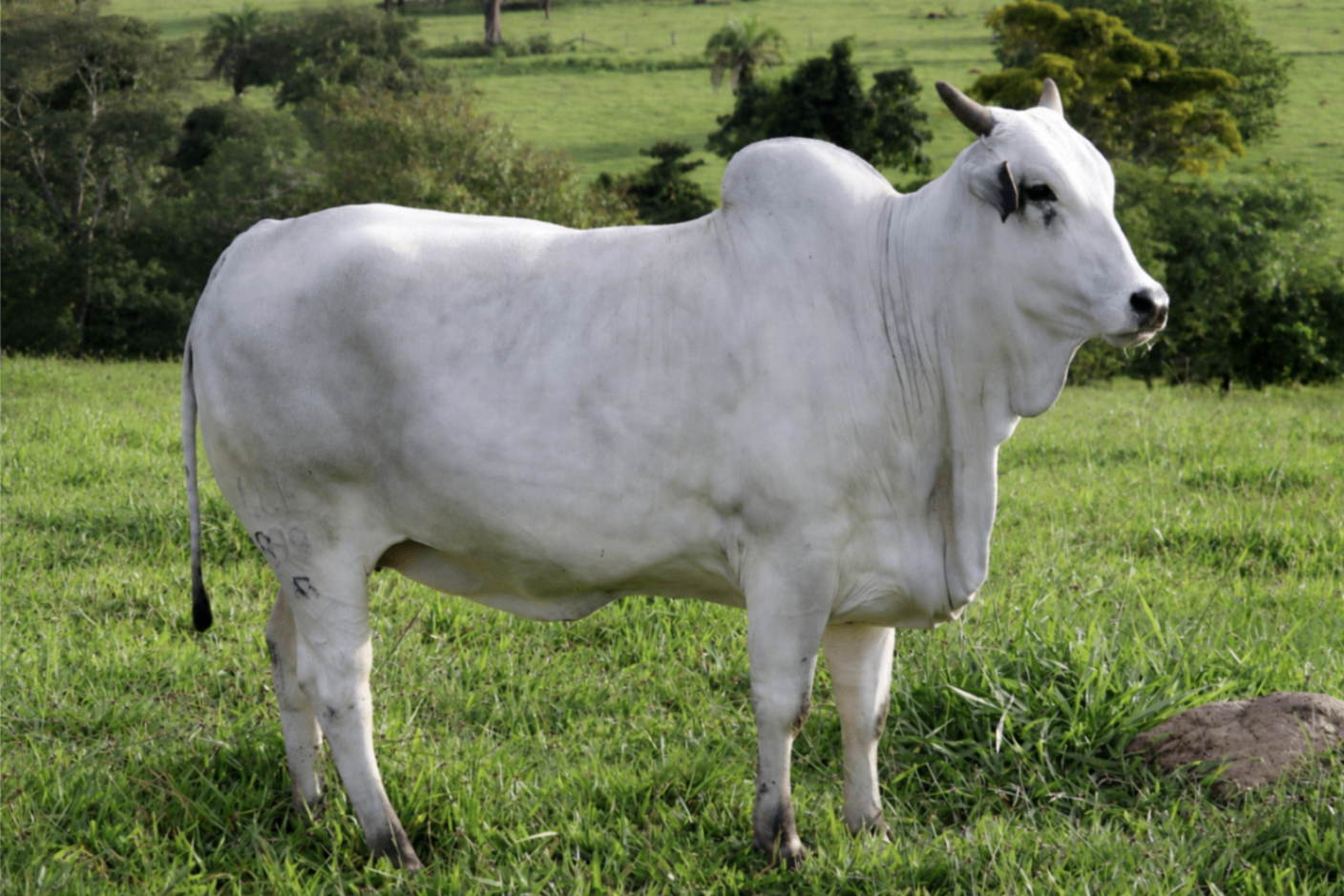 Doadora Nelore Baú