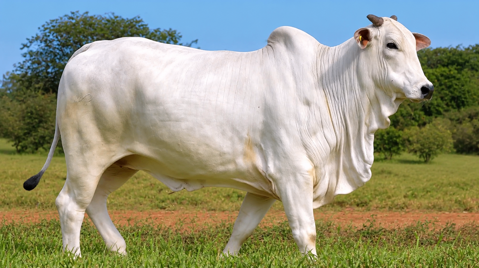 Doadora Nelore Baú