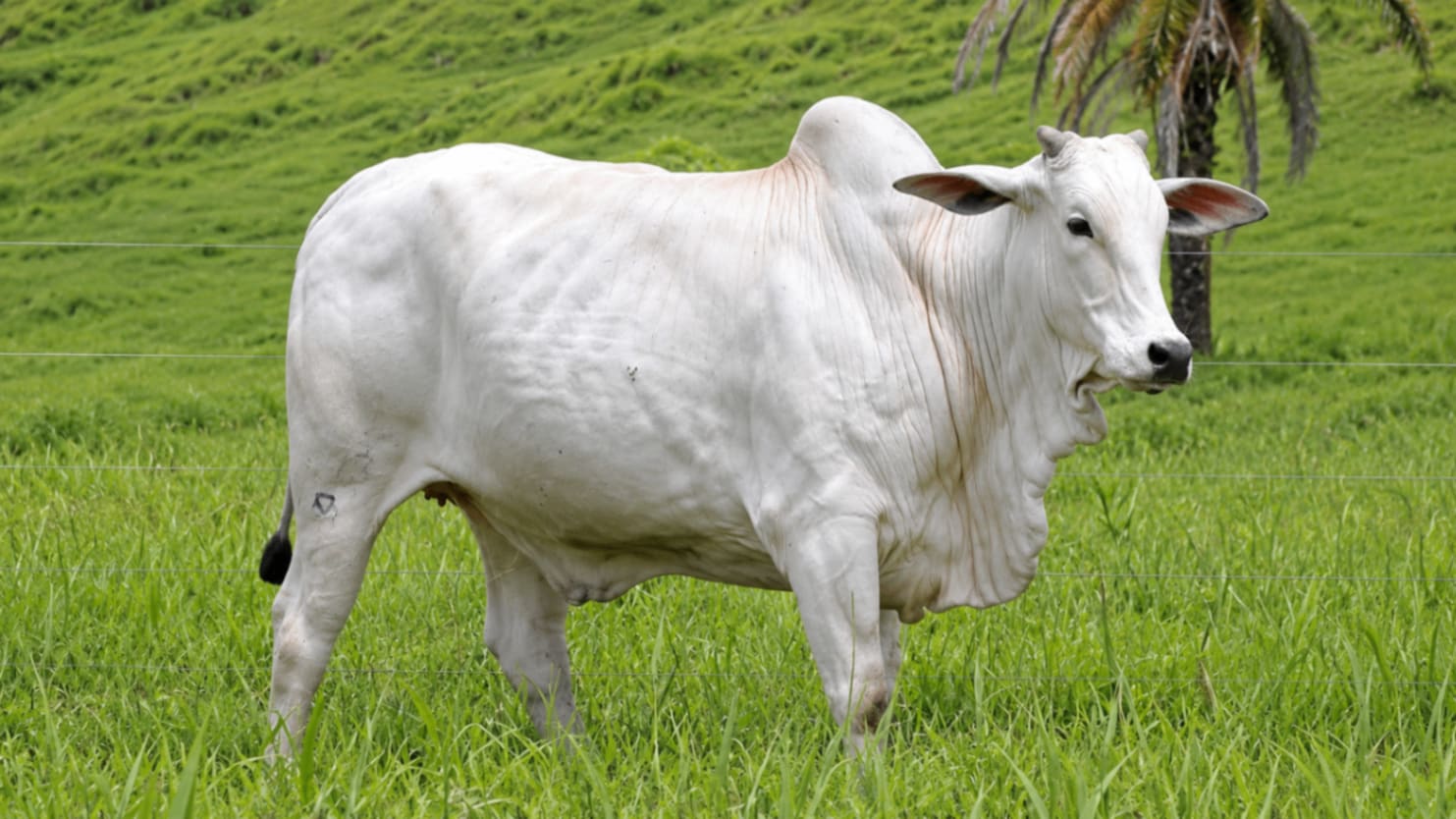 Doadora Nelore Baú